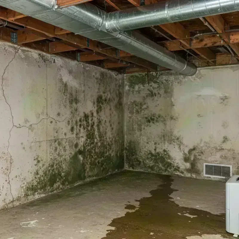 Professional Mold Removal in Cheney, KS